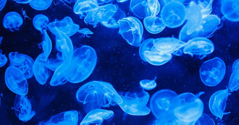 Les fonds marins deviennent un marché : la ruée vers l'or bleu